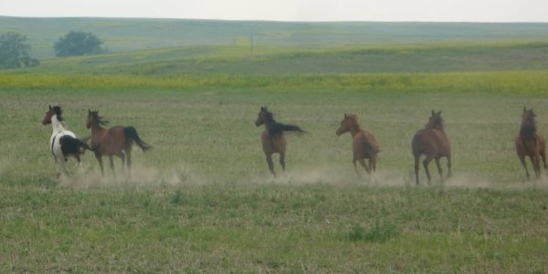 feature picture horses